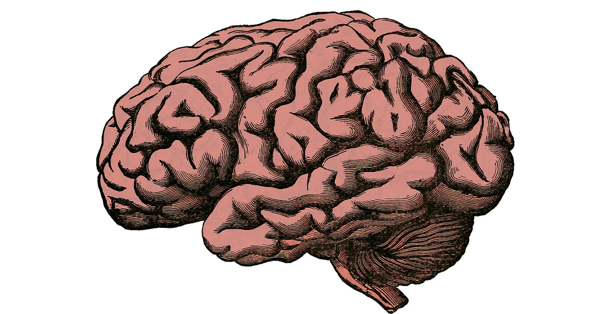 Sketch of human brain.