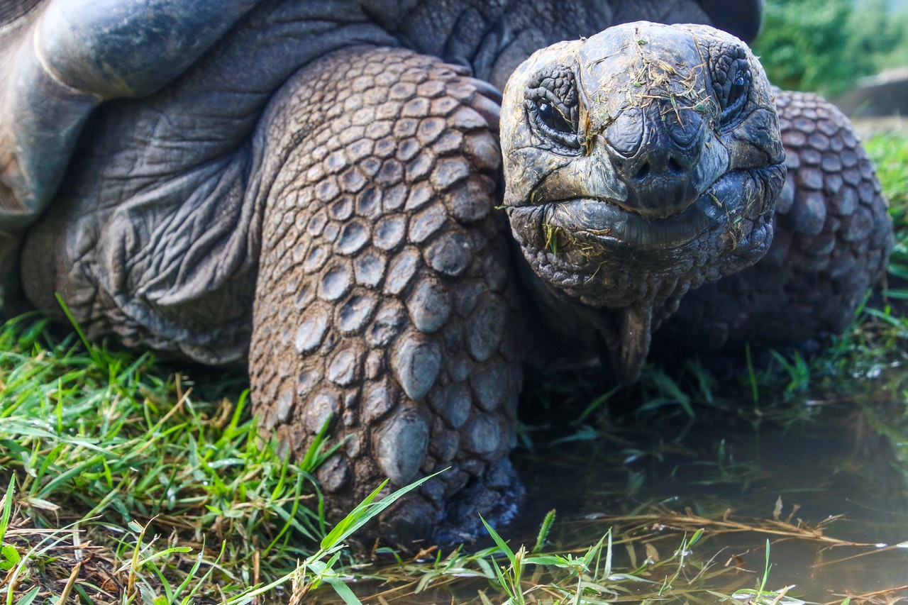 Close-up of a tortoise in grass.